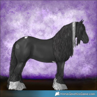 Horse Color:Black Tobiano 