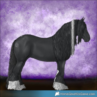 Horse Color:Black Tobiano 