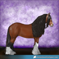 Horse Color:Gray Bay Splash Tobiano 