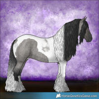 Horse Color:Grullo Roan Tobiano