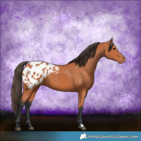 Horse Color:Bay Appaloosa 