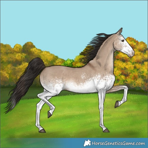 Horse Color:White Spotted Liver Red Dun 