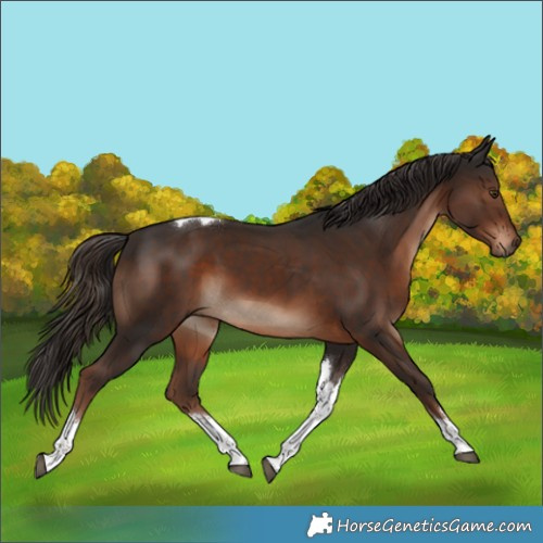 Horse Color:White Spotted Liver Chestnut Tobiano 