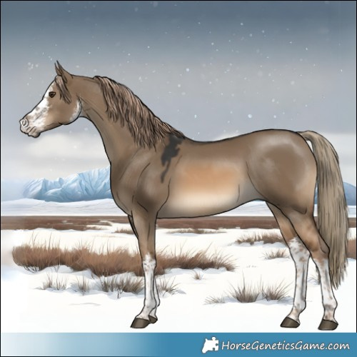 Horse Color:White Spotted Red Dun 