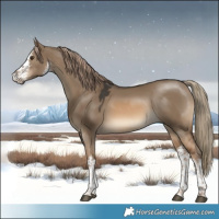 Horse Color:White Spotted Red Dun 