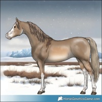 Horse Color:White Spotted Red Dun 