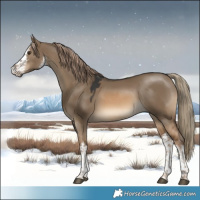 Horse Color:White Spotted Red Dun 