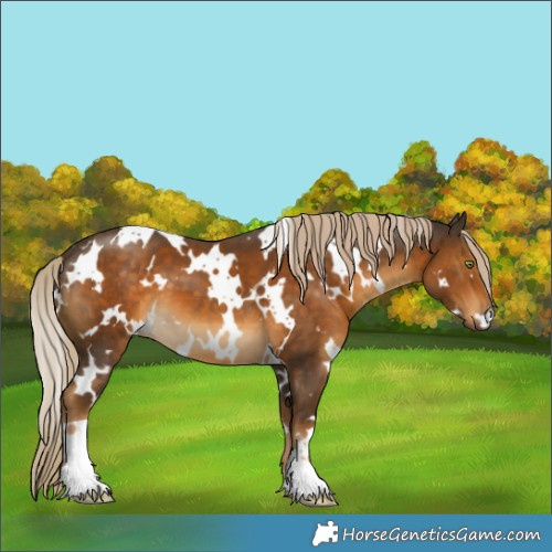 Horse Color:White Spotted Chocolate Palomino 