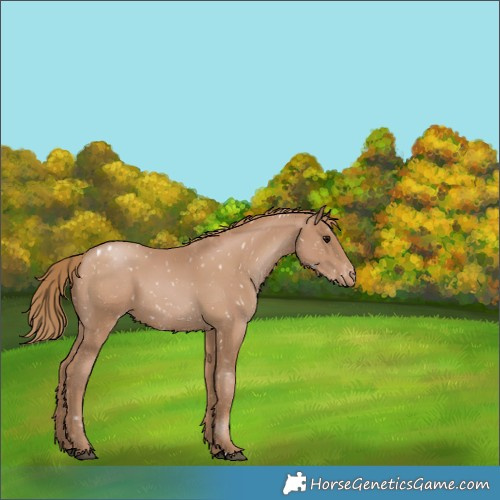 Horse Color:Black Pearl Appaloosa 