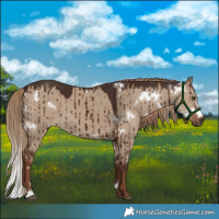 Horse Color:White Spotted Liver Red Dun Brindle 