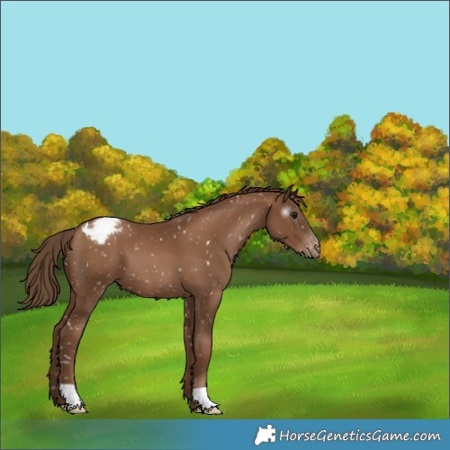 Horse Color:Gray Black Pearl Appaloosa 