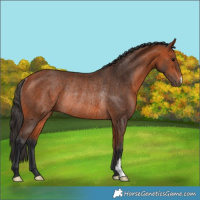 Horse Color:Bay Rabicano