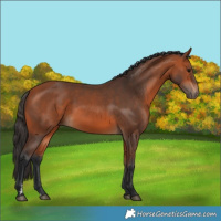 Horse Color:Bay 
