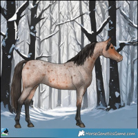 Horse Color:Bay Roan 