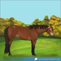 Horse Color:Gray Bay 