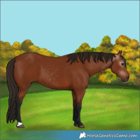 Horse Color:Gray Bay 