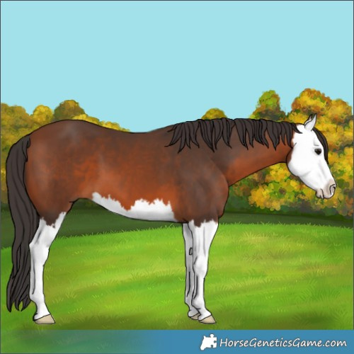 Horse Color:Bay Splash 