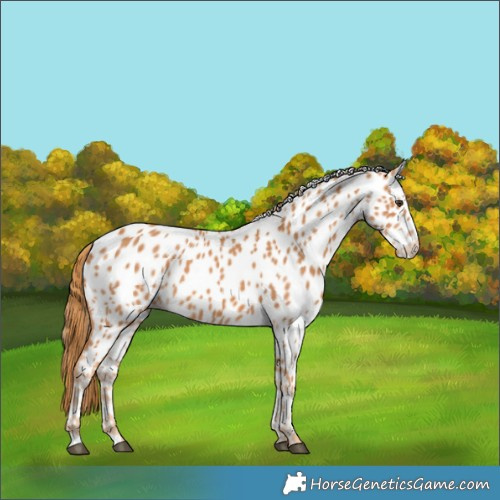 Horse Color:Chestnut Appaloosa 