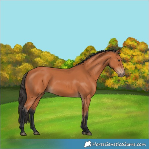 Horse Color:Bay Rabicano 