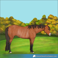 Horse Color:Bay Rabicano 