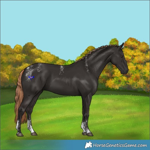 Horse Color:Powder White Liver Chestnut Rabicano 