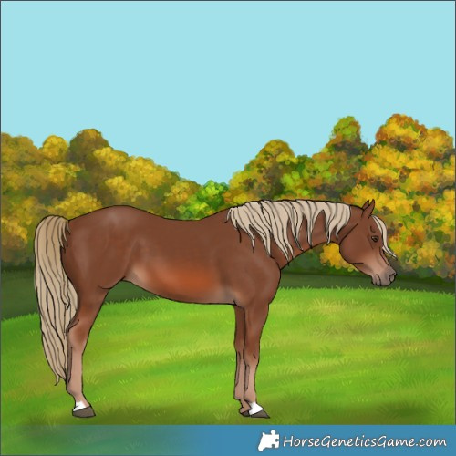Horse Color:Chestnut 