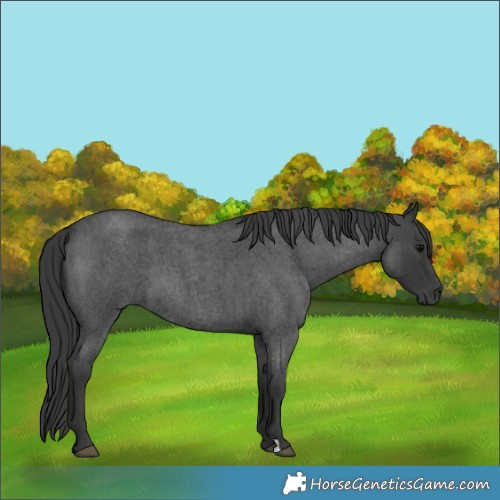 Horse Color:Blue Roan