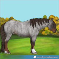 Horse Color:Liver Red Roan 