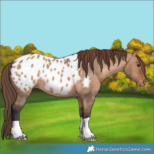 Horse Color:Bay Dun Appaloosa 