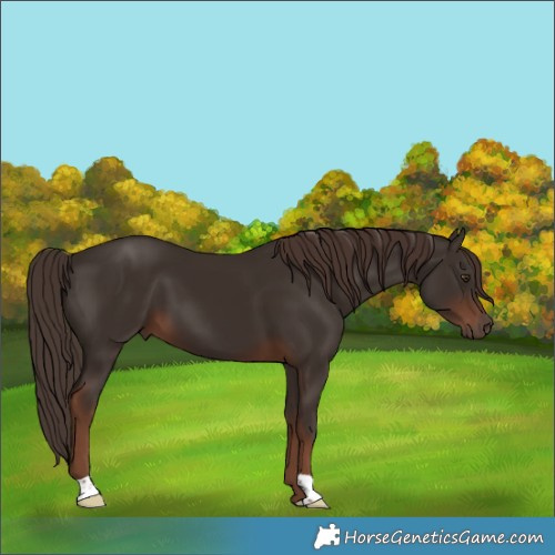Horse Color:Liver Chestnut 