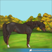 Horse Color:Liver Chestnut 