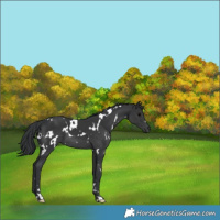 Horse Color:White Spotted Black 
