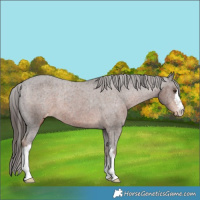 Horse Color:White Spotted Liver Chestnut Appaloosa Rabicano