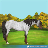 Horse Color:Liver Red Roan Rabicano 