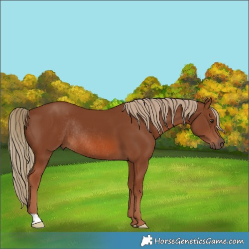 Horse Color:Chestnut Rabicano 