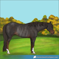 Horse Color:Liver Chestnut Rabicano 