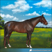 Horse Color:Liver Chestnut Rabicano 