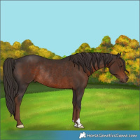 Horse Color:Liver Chestnut Rabicano 