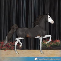 Horse Color:Liver Chestnut Splash 