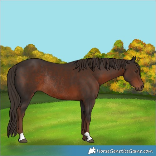 Horse Color:Liver Chestnut Rabicano 
