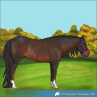 Horse Color:Liver Chestnut Rabicano 