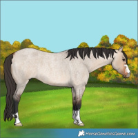 Horse Color:Bay Roan Dun 