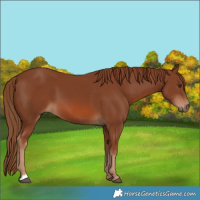 Horse Color:Chestnut 