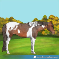 Horse Color:Bay Tobiano Varnish 