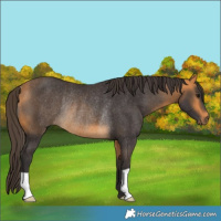 Horse Color:Buckskin Rabicano