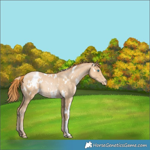 Horse Color:White Spotted Buckskin Pearl 