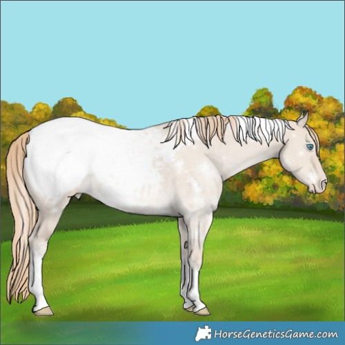 Horse Color:White Spotted Smoky Creme Dun Appaloosa 
