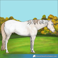 Horse Color:White Spotted Smoky Creme Dun Snowcap