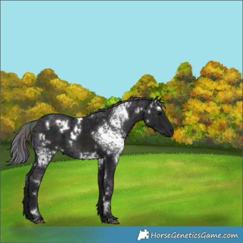 Horse Color:Nacre White Spotted Midnight Black Ice 