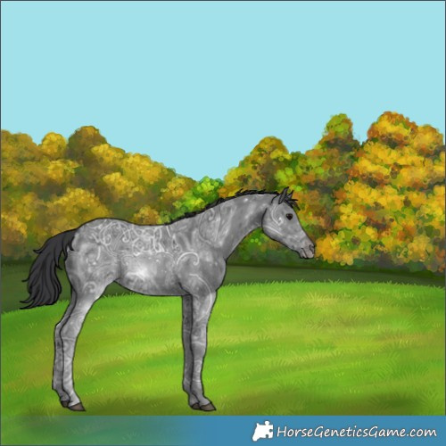 Horse Color:Black Ice 